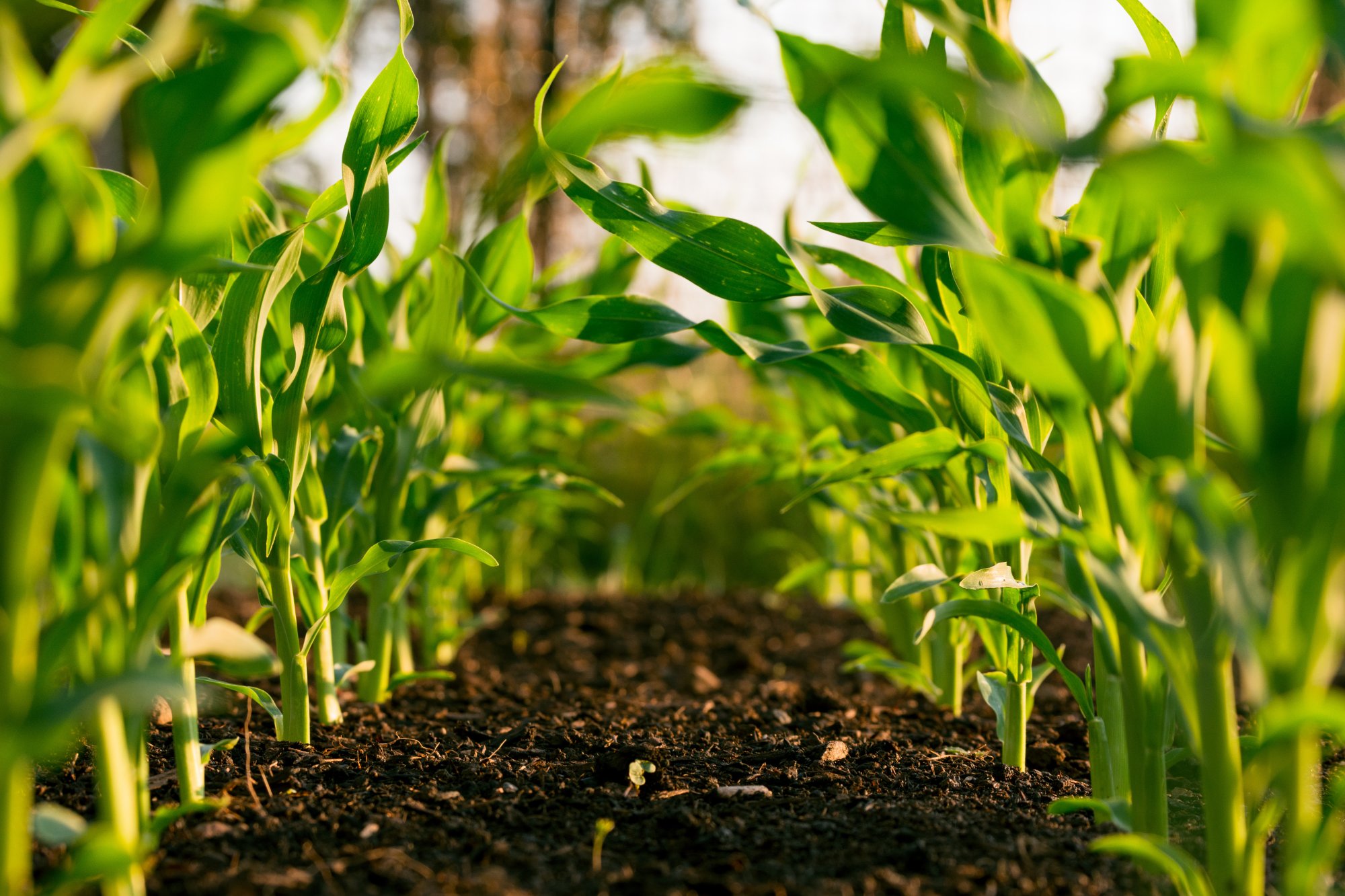 Crops growing in Bangladesh fields